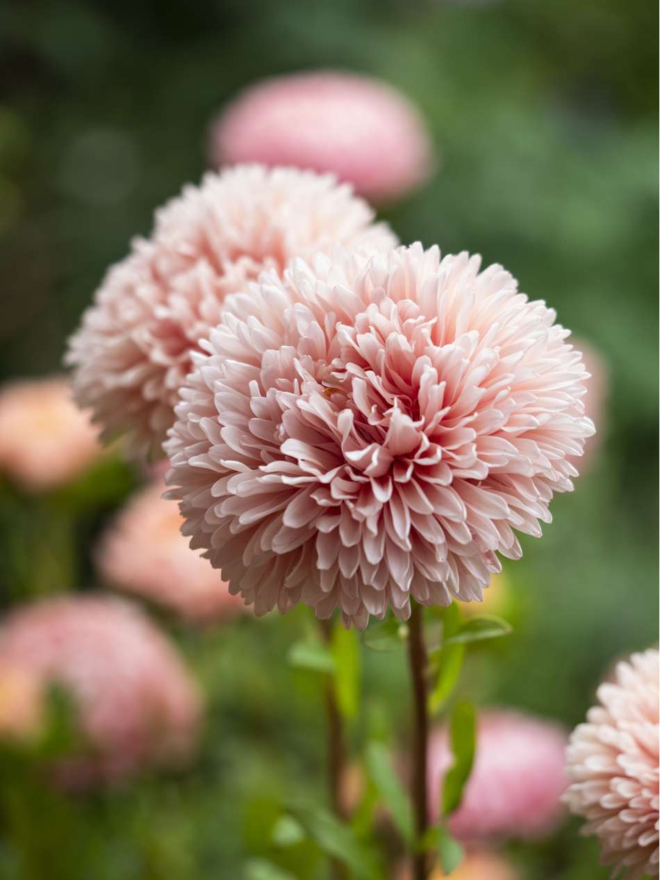 Aster 'King Size Apricot' (frö)